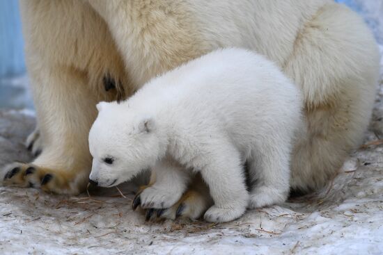 Polar bear cubs at Novosibirsk Zoo