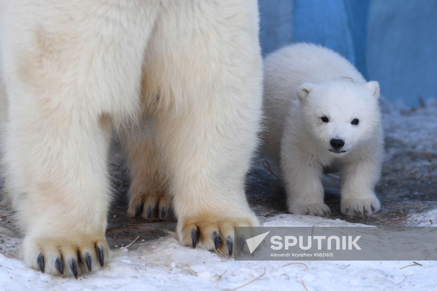 Polar bear cubs at Novosibirsk Zoo