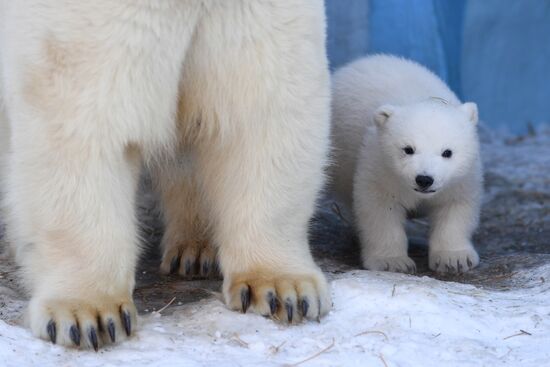 Polar bear cubs at Novosibirsk Zoo