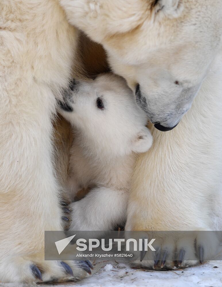 Russia Polar Bear