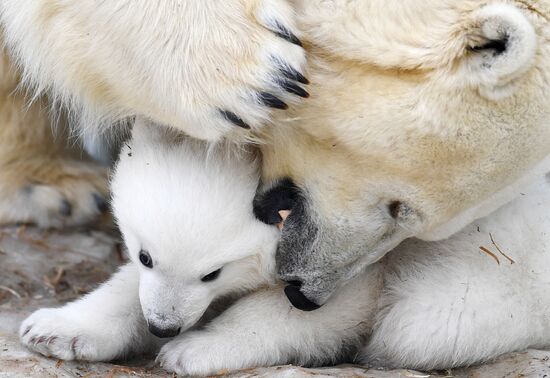 Russia Polar Bear