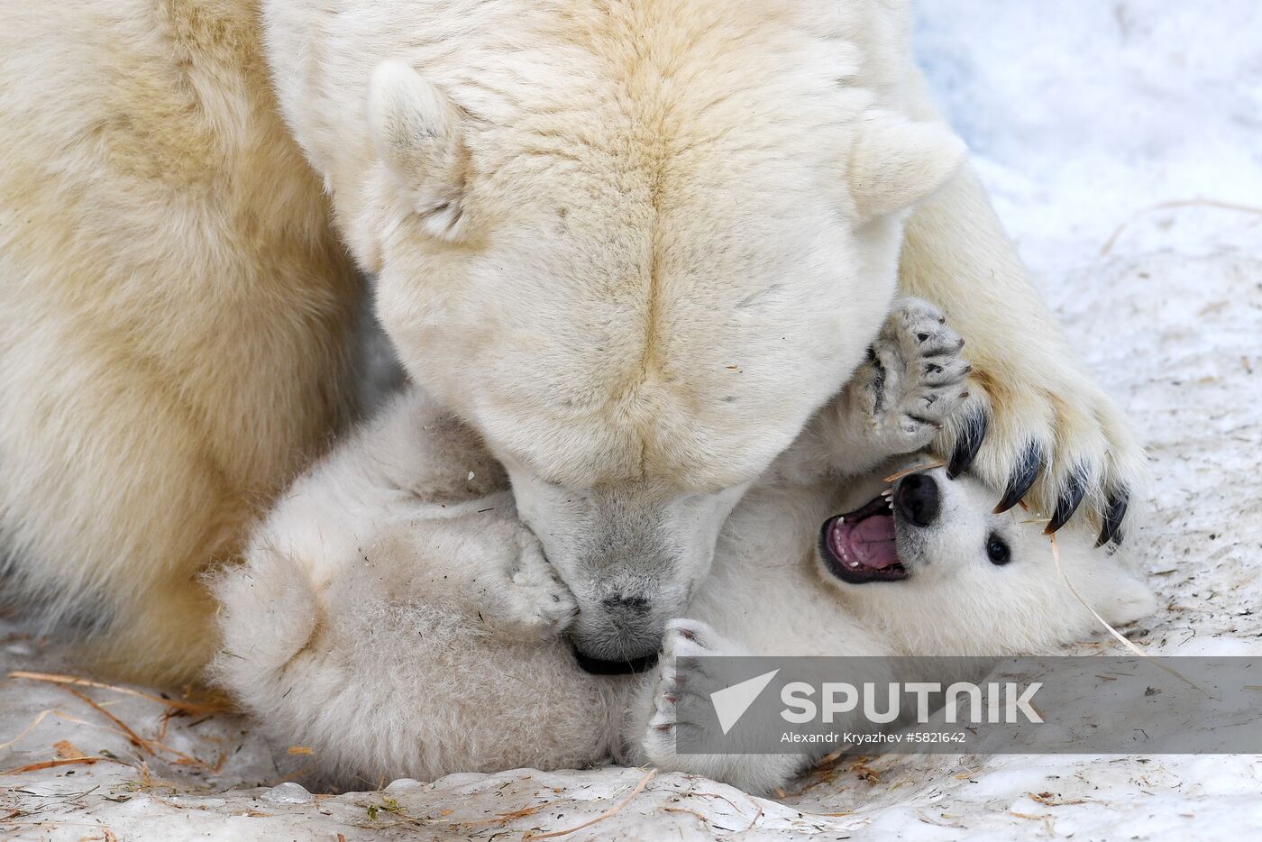 Russia Polar Bear