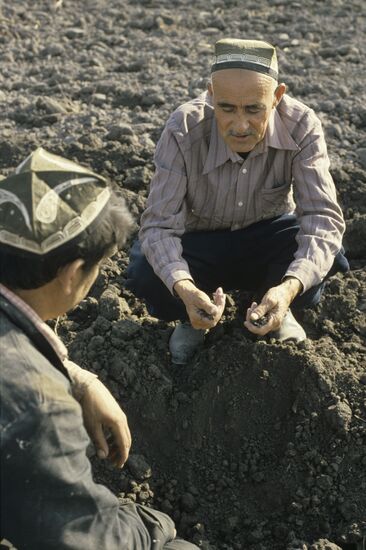 Uzbek cotton growers