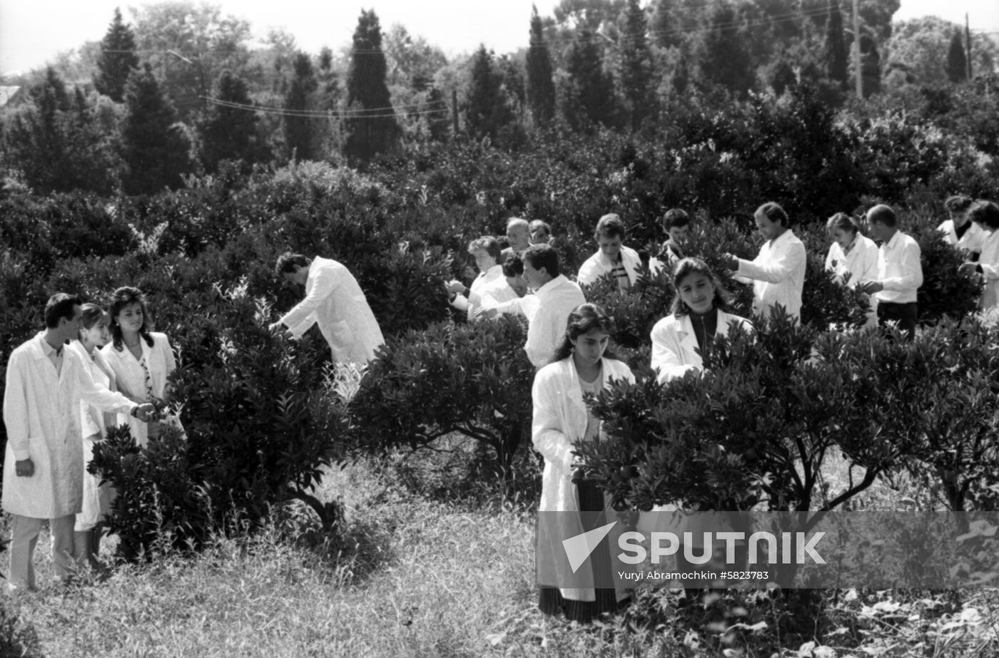 Georgian State University of Subtropical Agriculture