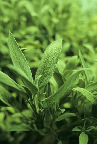 Plants grown in artificial soil