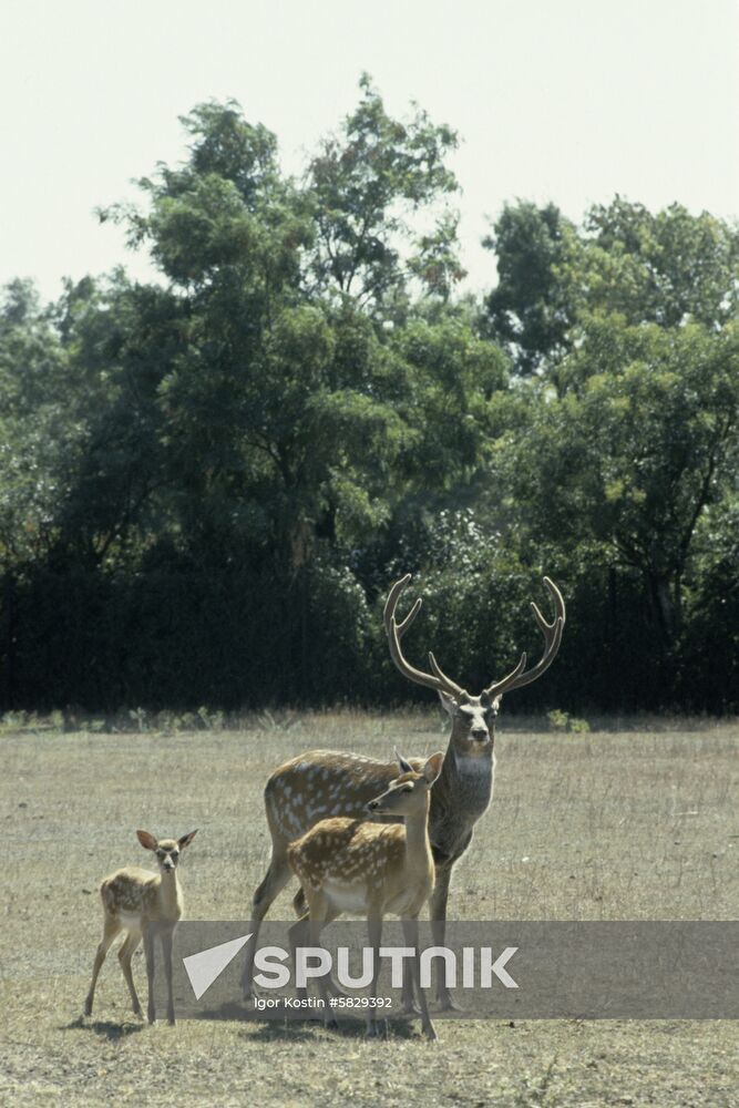 Askania-Nova reserve