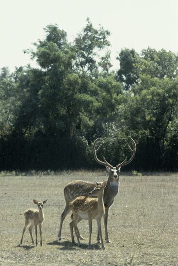 Askania-Nova reserve