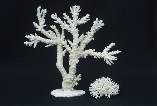 Sea museum and aquarium in Klaipeda