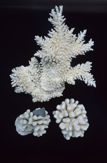 Sea museum and aquarium in Klaipeda