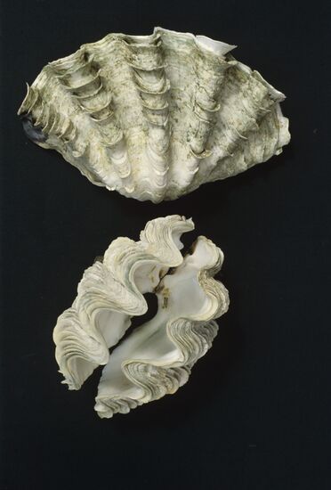 Sea museum and aquarium in Klaipeda