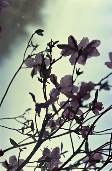 Blooming sakura in Botanical Garden in Irkutsk