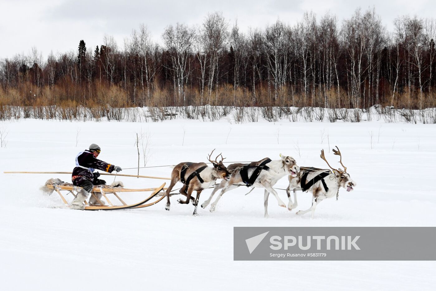 Russia Reindeer Herder Day