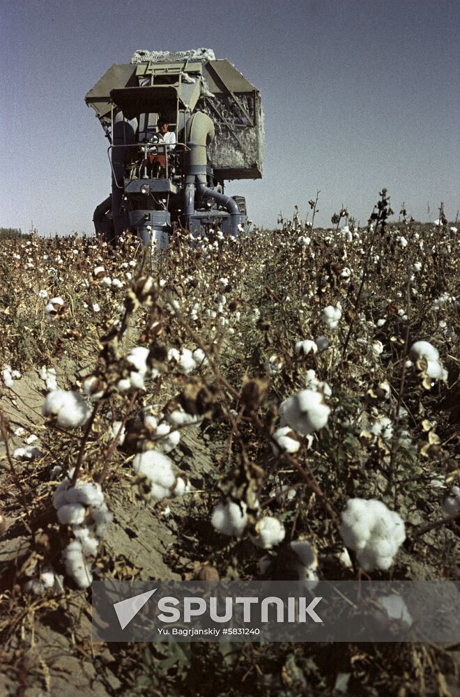 Harvesting cotton in Karakalpak ASSR