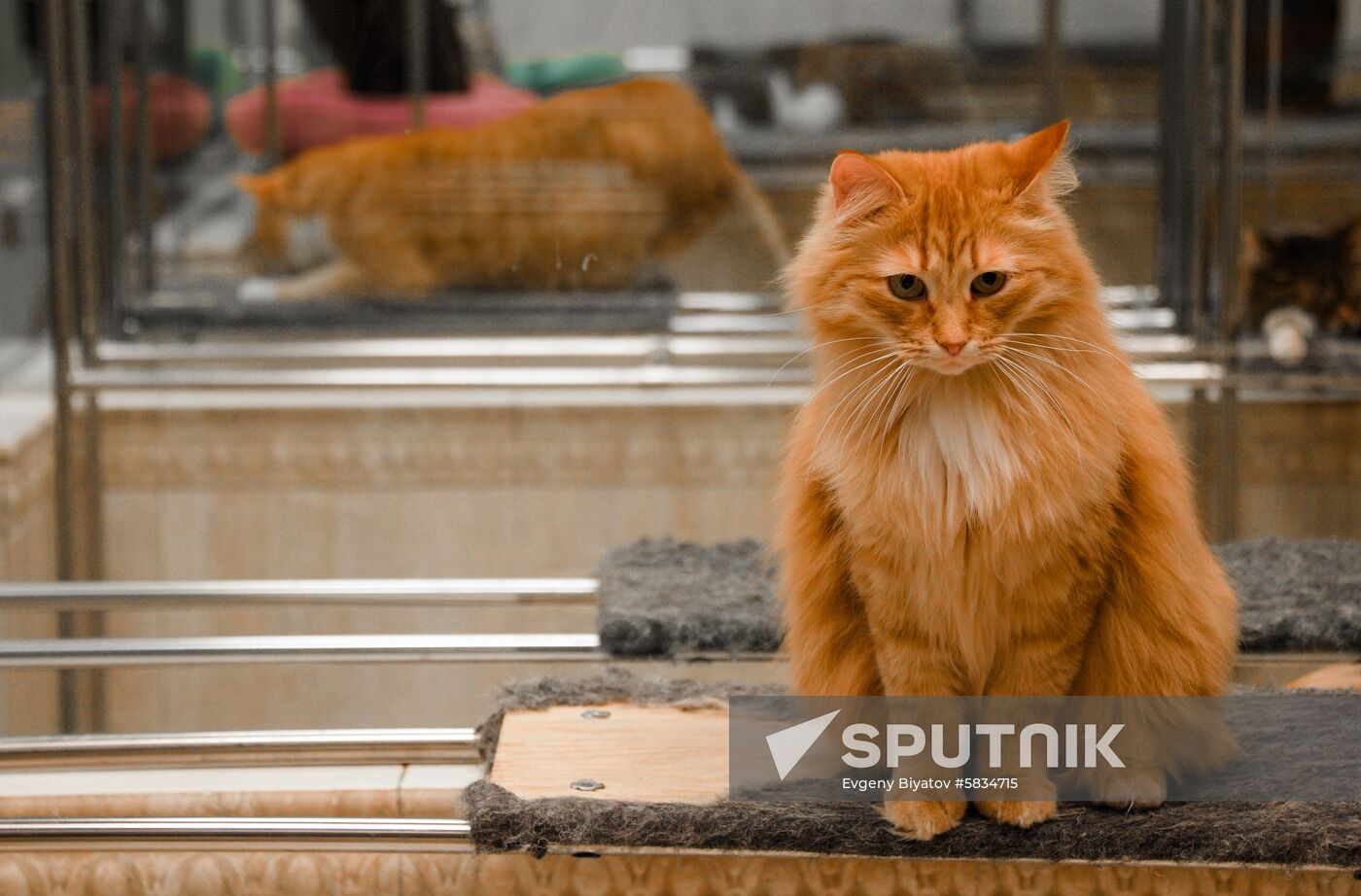 Russia Cats Theatre