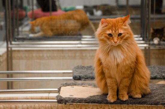 Russia Cats Theatre
