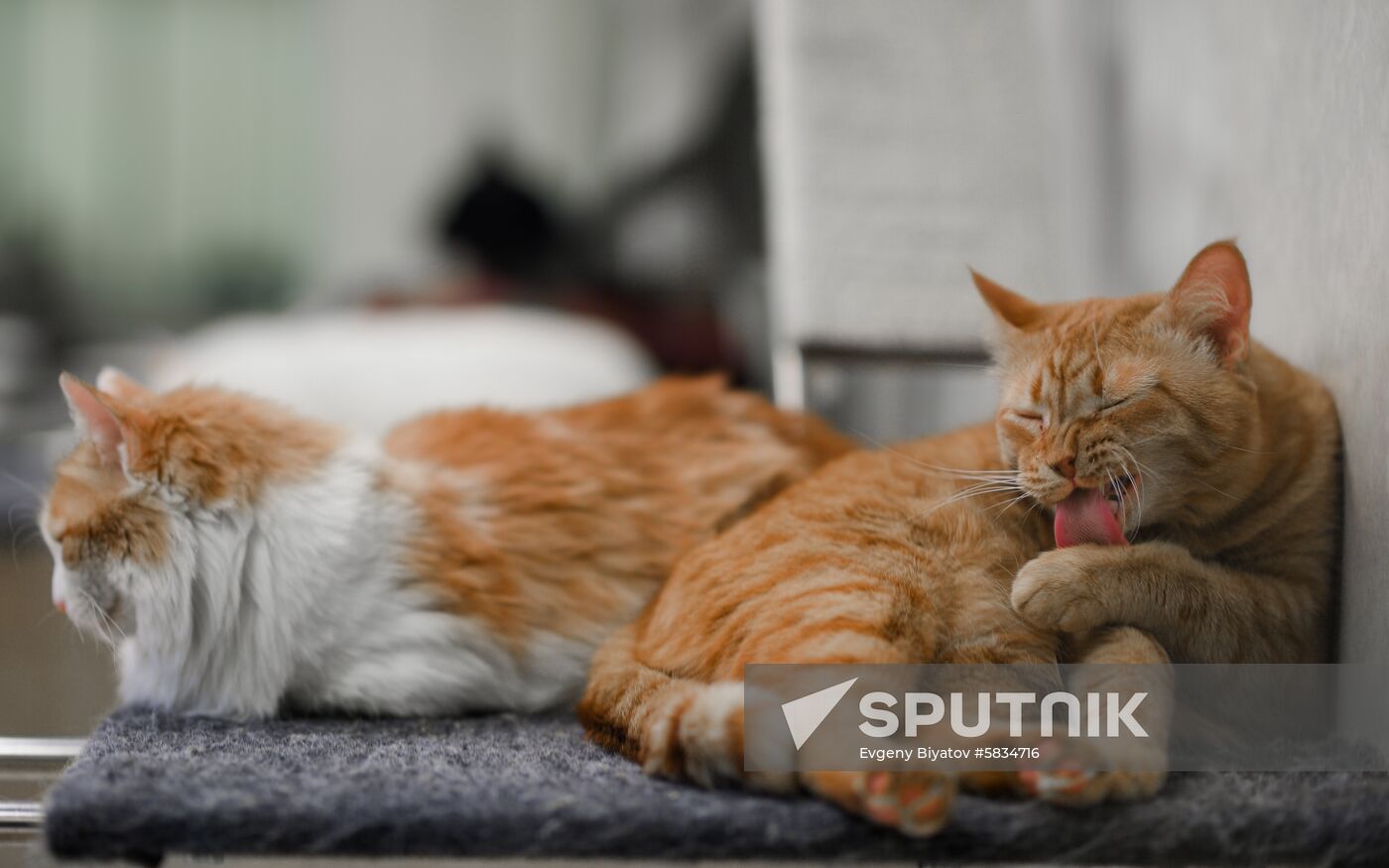Russia Cats Theatre