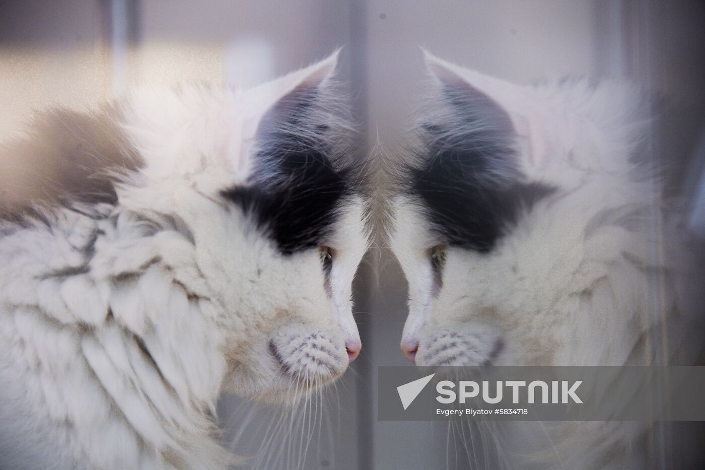 Russia Cats Theatre