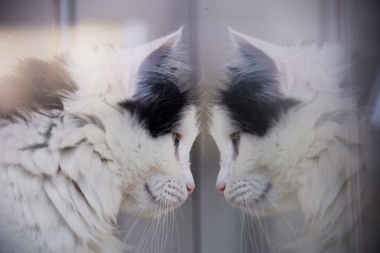 Russia Cats Theatre