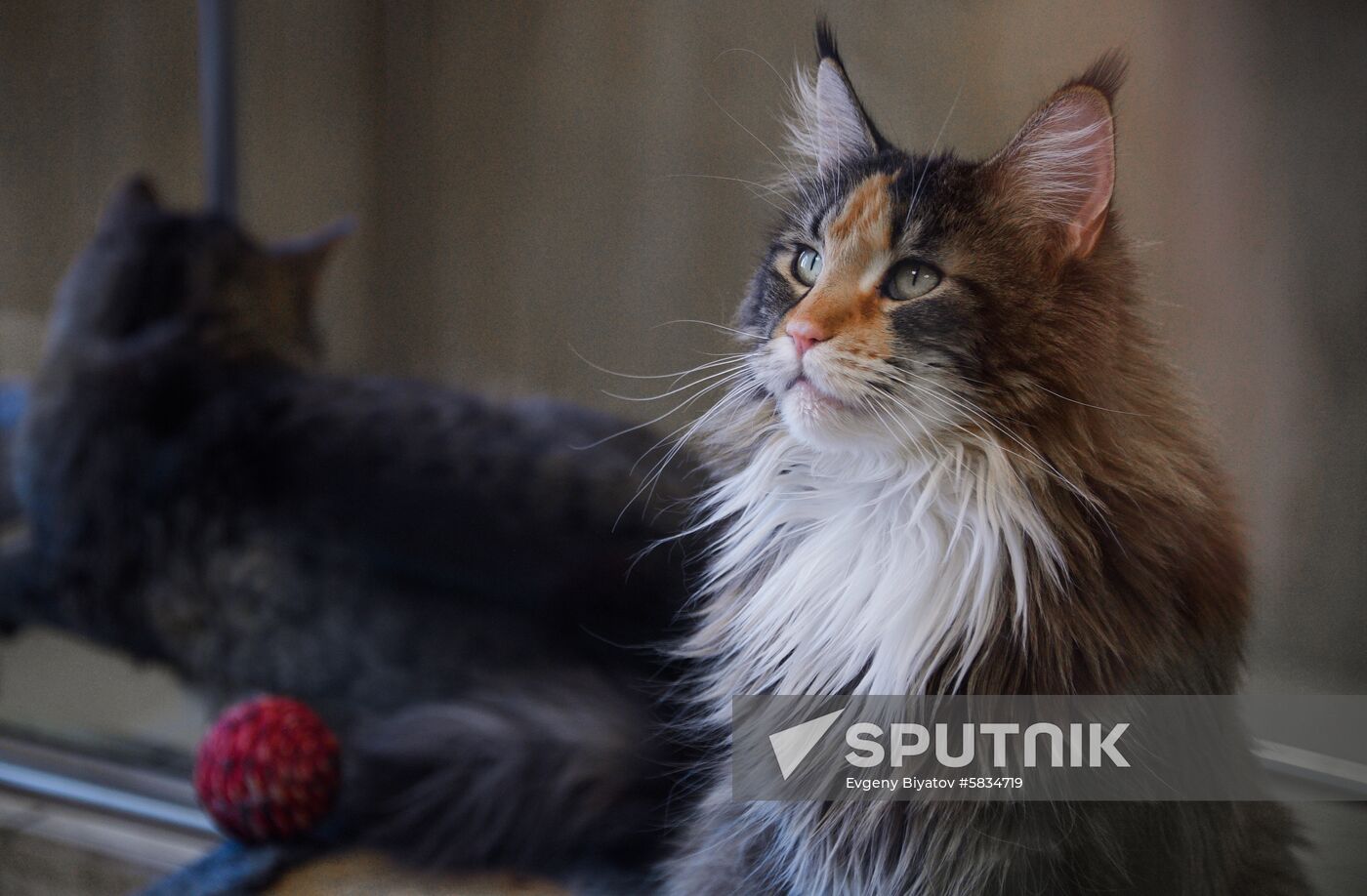 Russia Cats Theatre