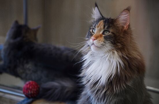 Russia Cats Theatre