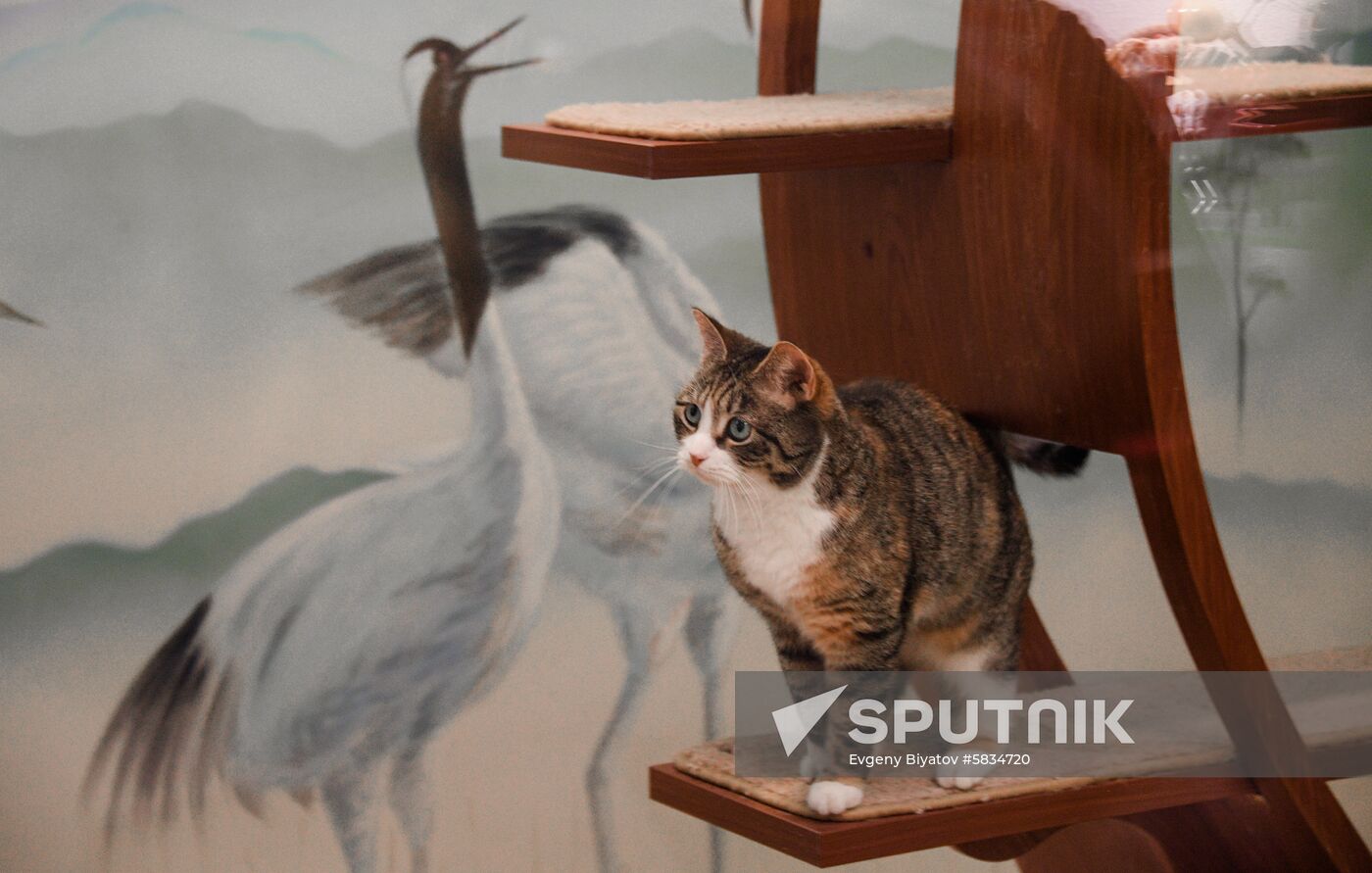 Russia Cats Theatre
