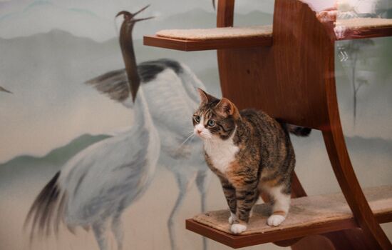 Russia Cats Theatre