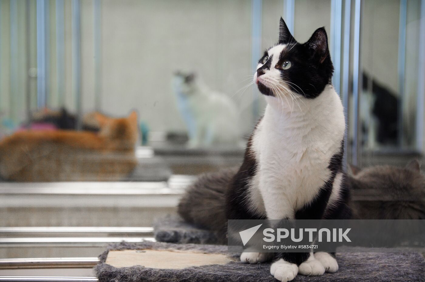 Russia Cats Theatre