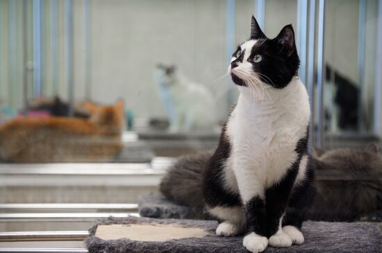 Russia Cats Theatre