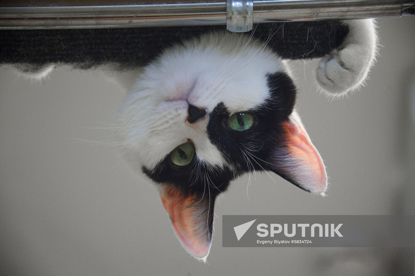 Russia Cats Theatre