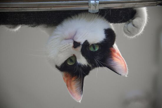 Russia Cats Theatre