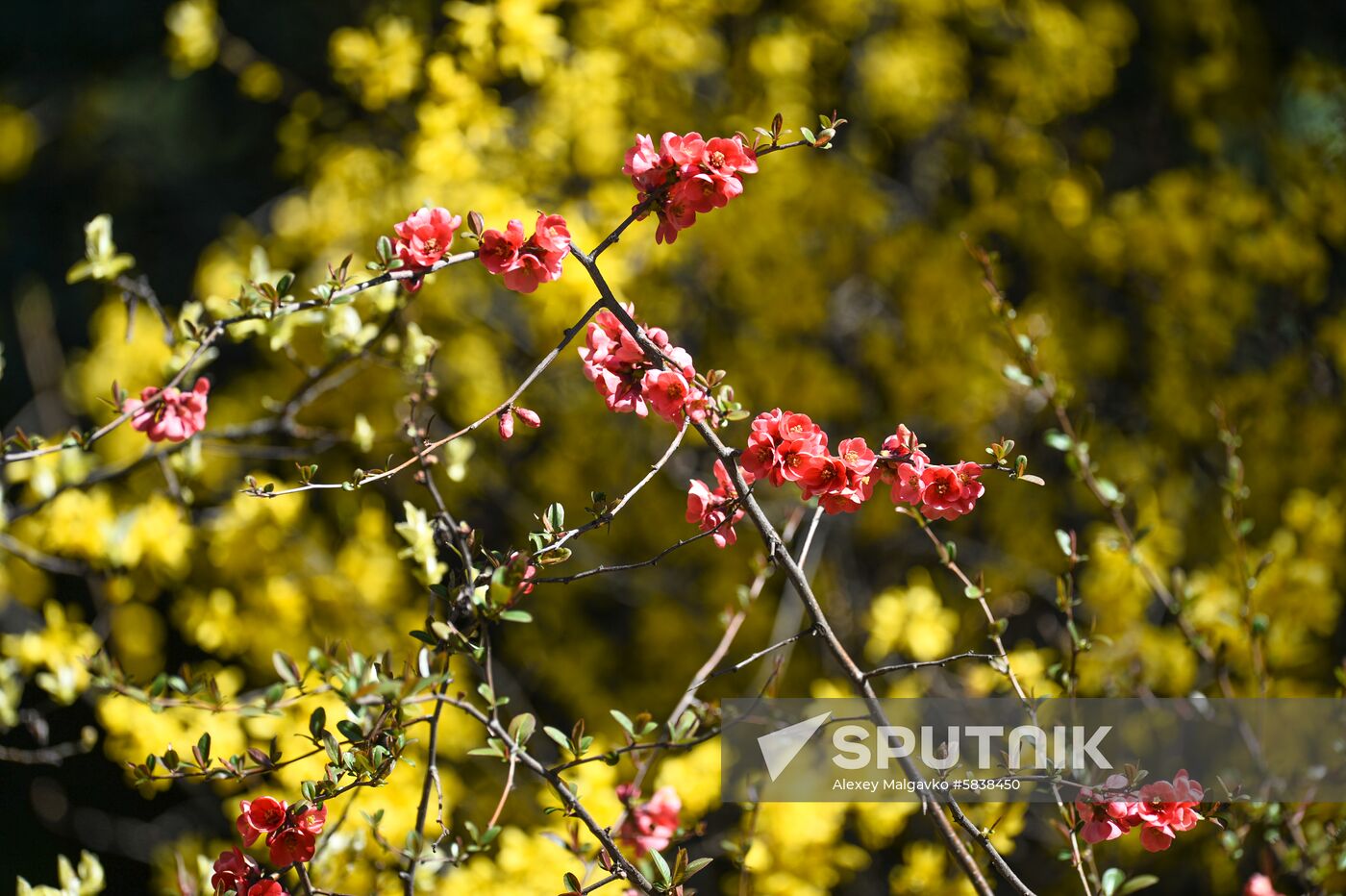 Russia Crimea Flowers