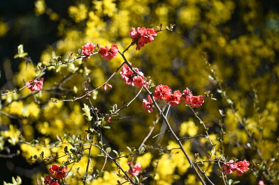 Russia Crimea Flowers
