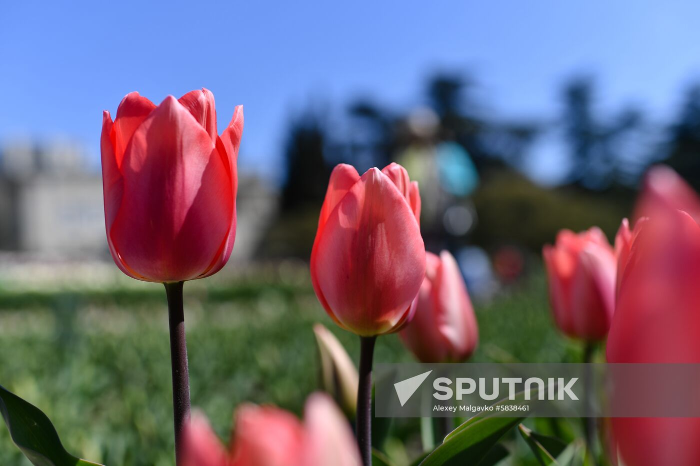 Russia Crimea Flowers