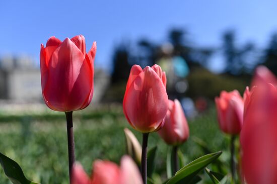 Russia Crimea Flowers