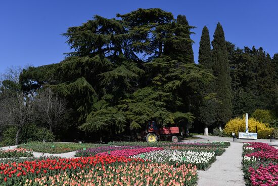 Russia Crimea Flowers