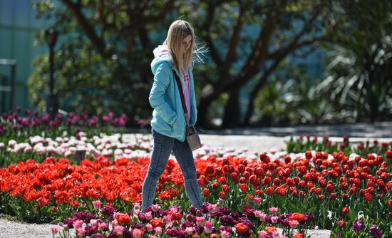 Russia Crimea Flowers