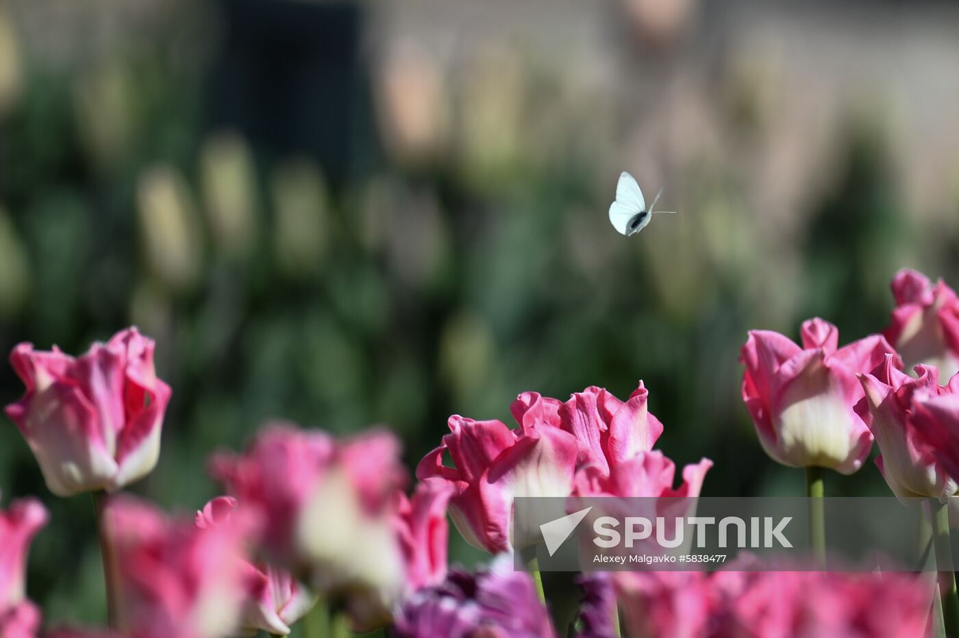 Russia Crimea Flowers