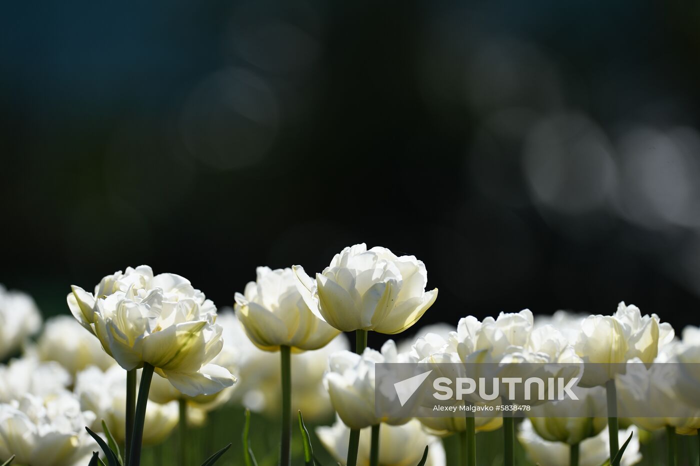 Russia Crimea Flowers