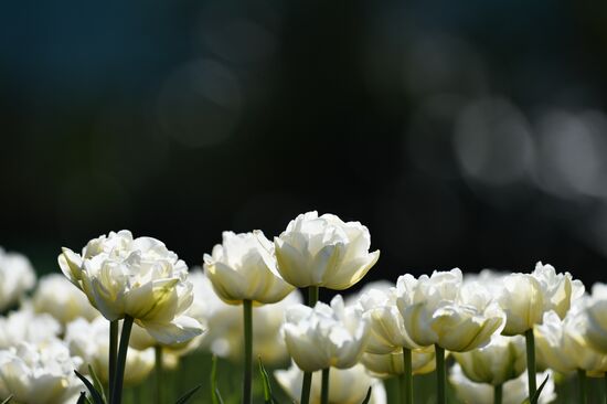 Russia Crimea Flowers