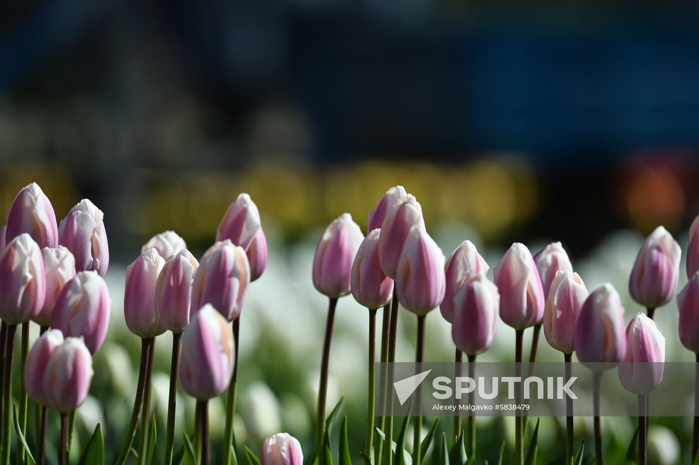 Russia Crimea Flowers