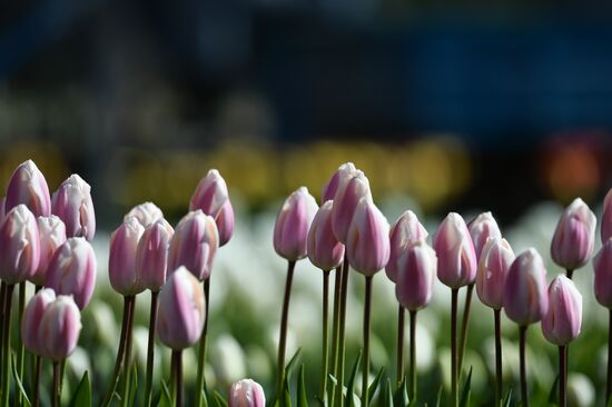 Russia Crimea Flowers
