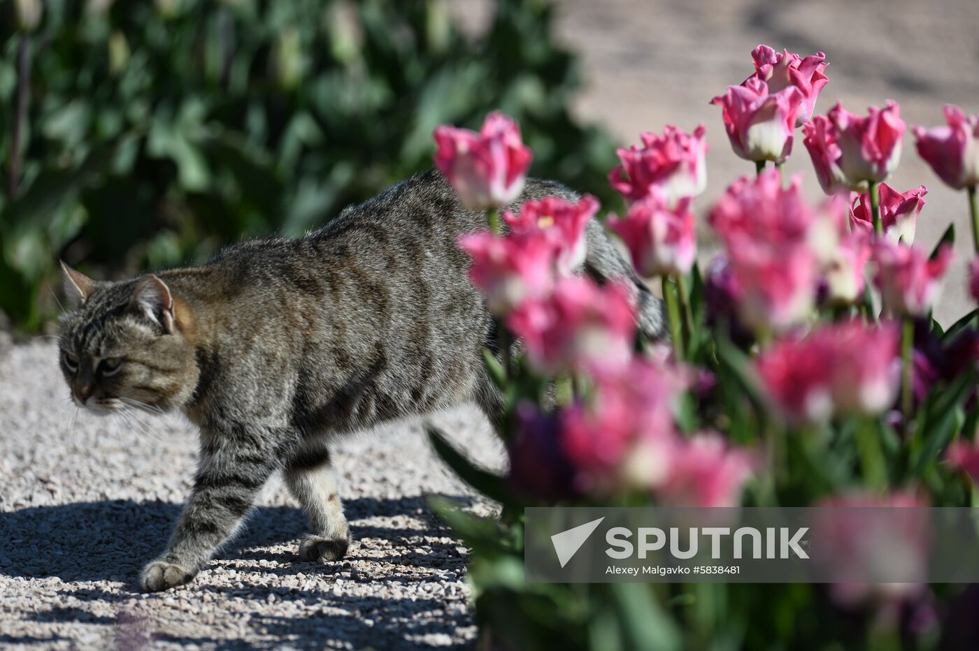 Russia Crimea Flowers