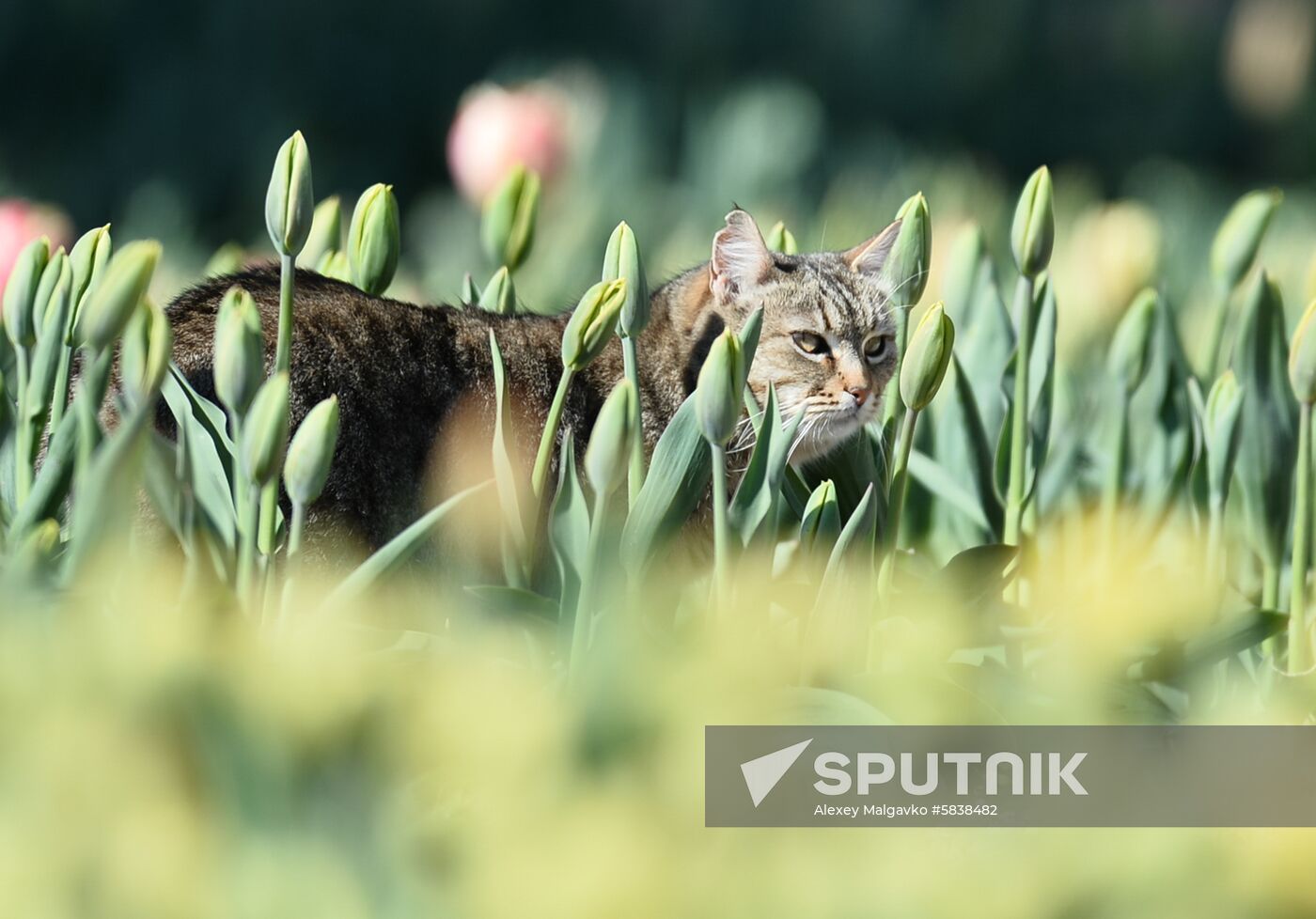 Russia Crimea Flowers