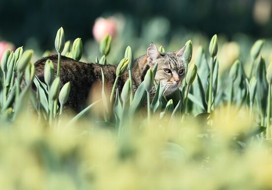 Russia Crimea Flowers