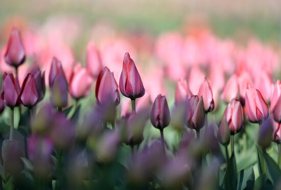 Russia Crimea Flowers