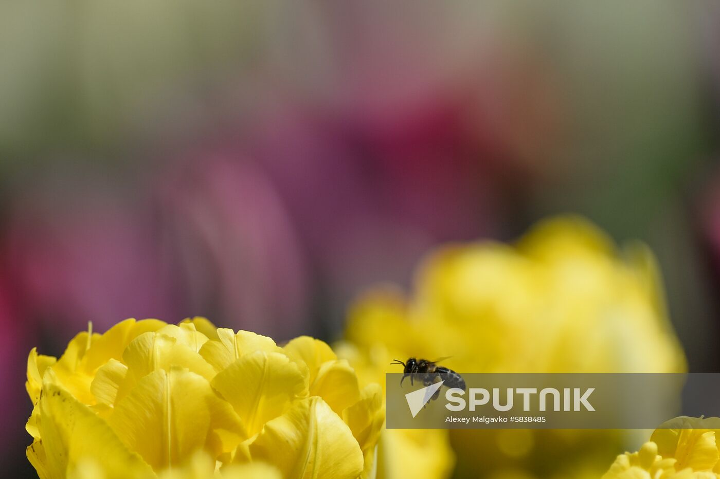 Russia Crimea Flowers