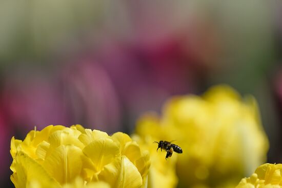 Russia Crimea Flowers
