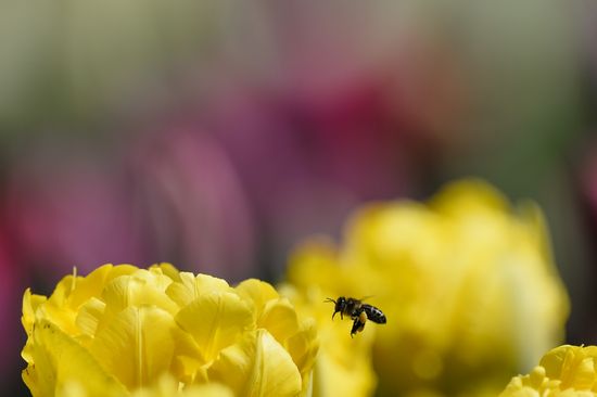 Russia Crimea Flowers