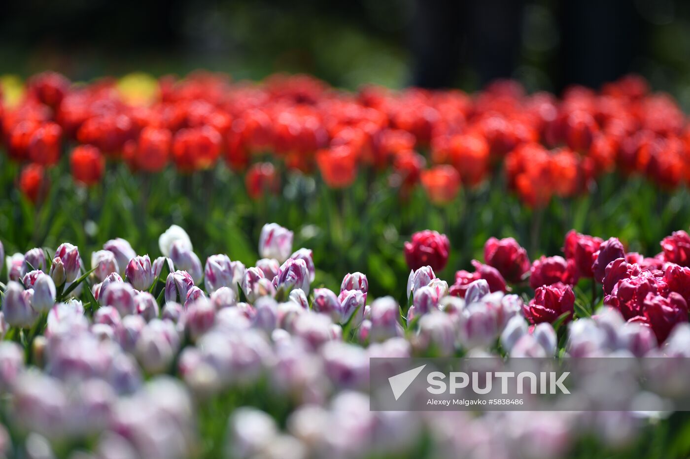Russia Crimea Flowers