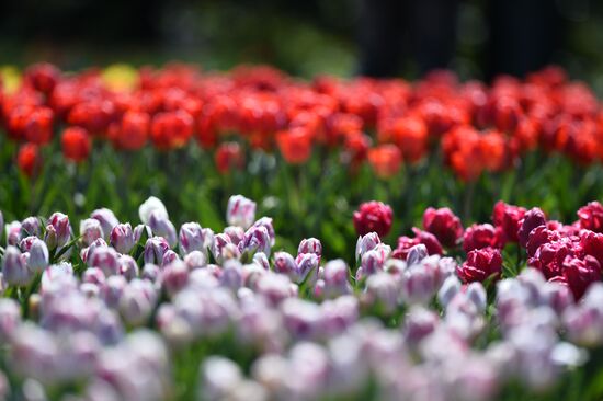 Russia Crimea Flowers